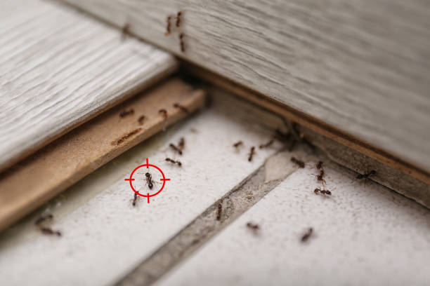 Best Best Pest Control Companies  in Johnsburg, IL