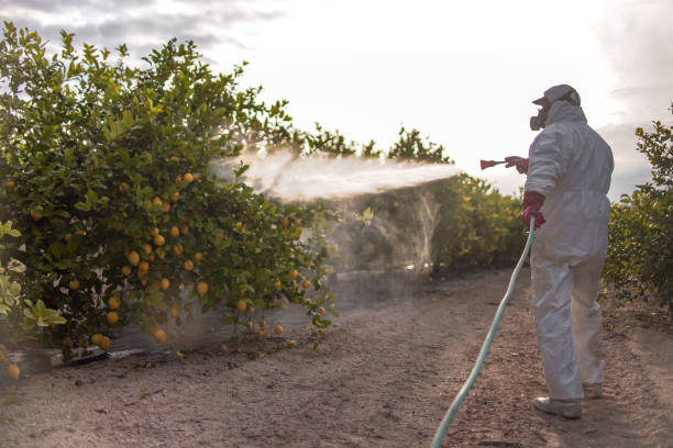 Best Termite Control Services  in Johnsburg, IL