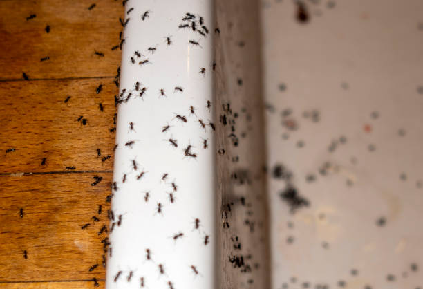 Best Exterminator Services  in Johnsburg, IL