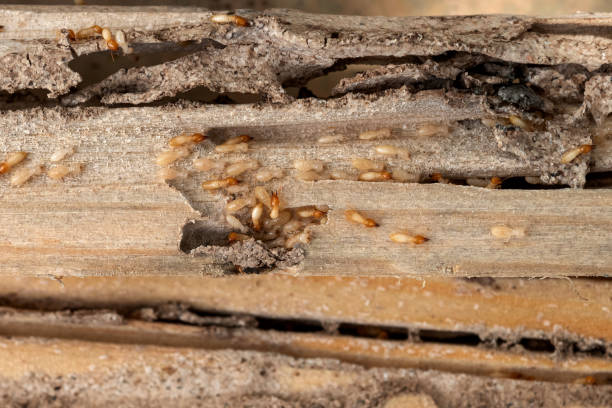 Best Cockroach Control Services  in Johnsburg, IL