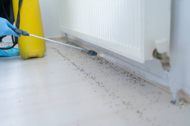 Best Ant Control Services  in Johnsburg, IL
